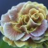 Primula Auricula Brown Tan Double - Abriachan Nurseries